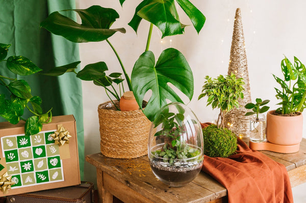 đ 10 idĂ©es cadeaux green pour un NoĂ«l Ă©co-responsable - La Green Touch