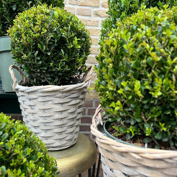 5 bonnes raisons dâavoir un Ilex dans son jardin - La Green Touch