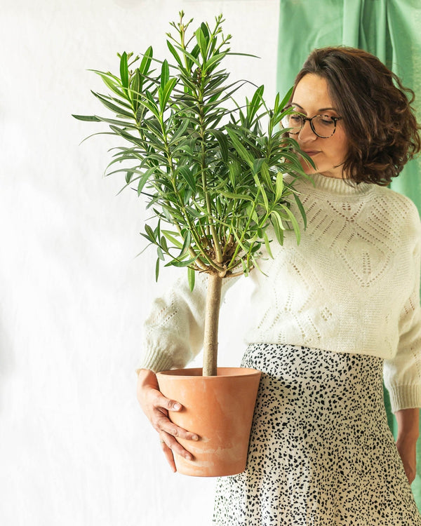 5 plantes ideÌales pour les petits balcons - La Green Touch