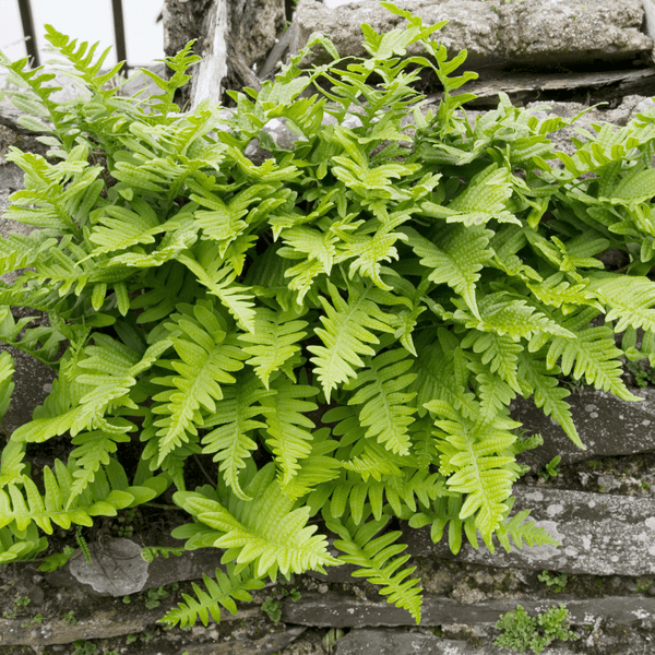 Ombre et fraßcheur : comment végétaliser un coin sombre de sa terrasse ?