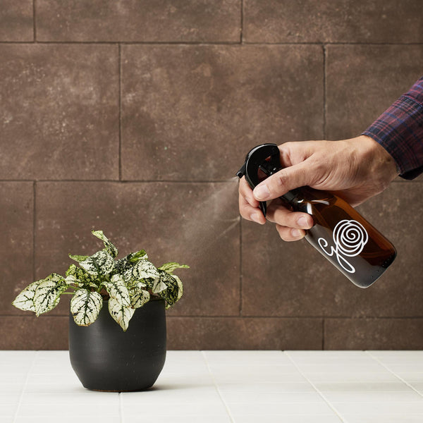 Comment entretenir ses plantes dâintĂ©rieur pendant les fortes chaleurs ? - La Green Touch