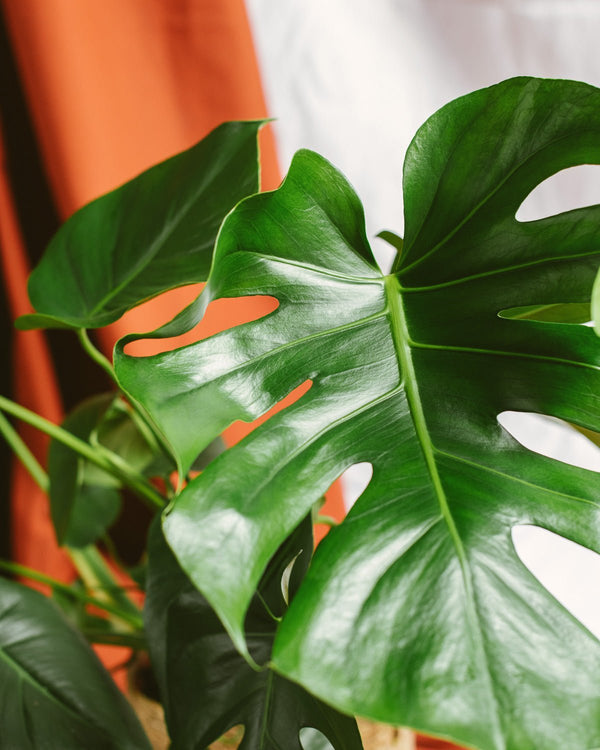 Comment nettoyer le feuillage de vos plantes dâintĂ©rieur ? - La Green Touch