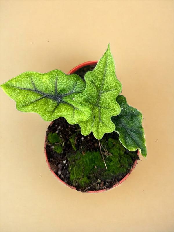 Entretien - Alocasia Jacklyn: Guide pratique - La Green Touch