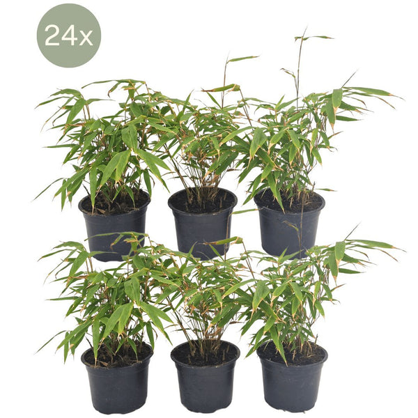 Entretien - Bambou (Fargesia rufa) : Guide pratique - La Green Touch