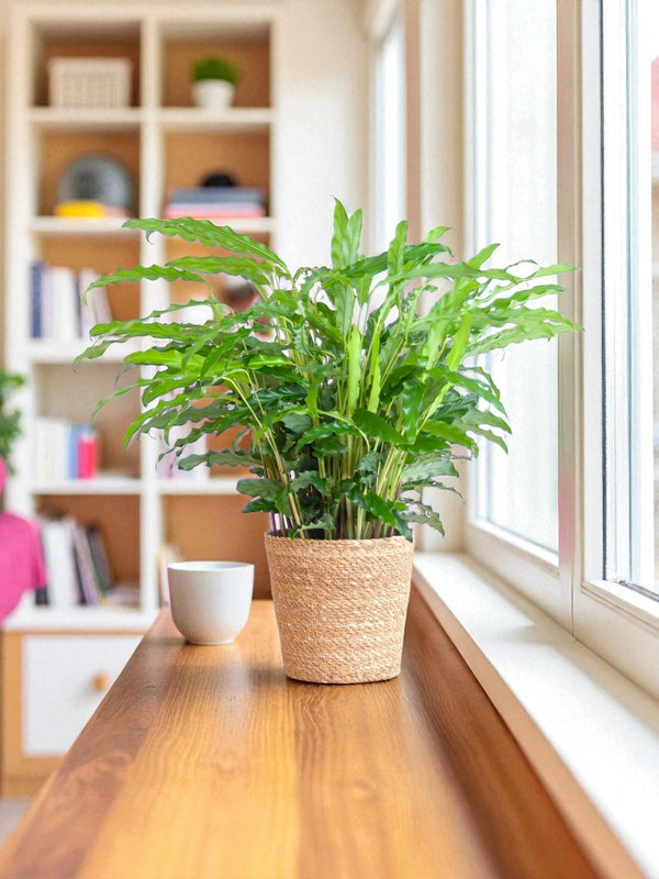 Entretien - Calathea Rufibarba: Guide pratique - La Green Touch