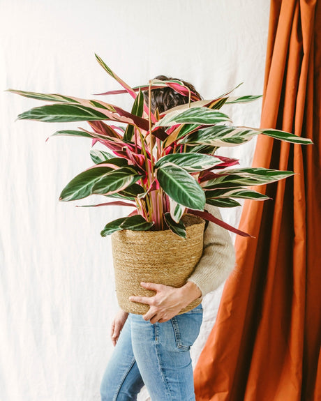 Entretien Calathea Triostar - La Green Touch