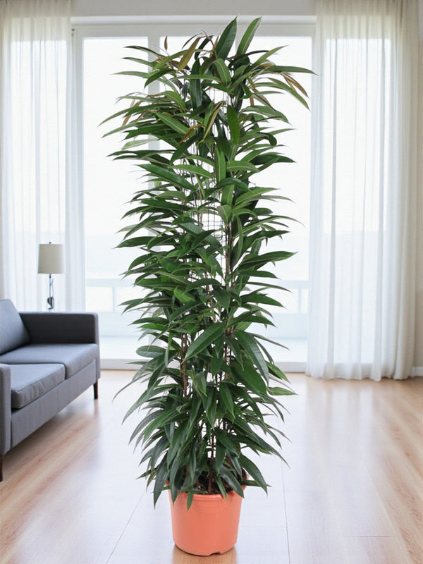 Entretien - Ficus Alii: Guide pratique - La Green Touch