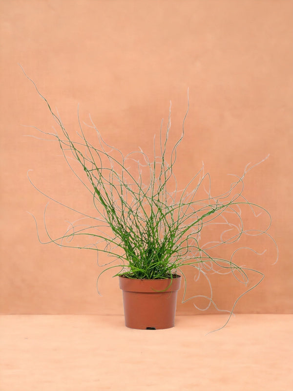 Entretien - Juncus Liebeslocken: Guide pratique - La Green Touch