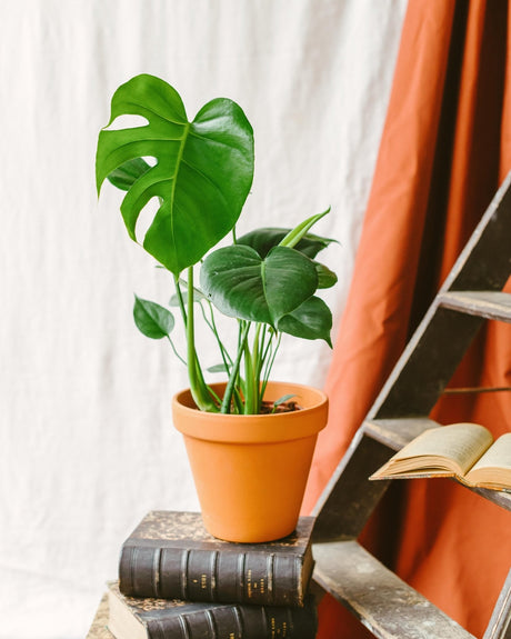 Entretien Monstera Deliciosa - La Green Touch