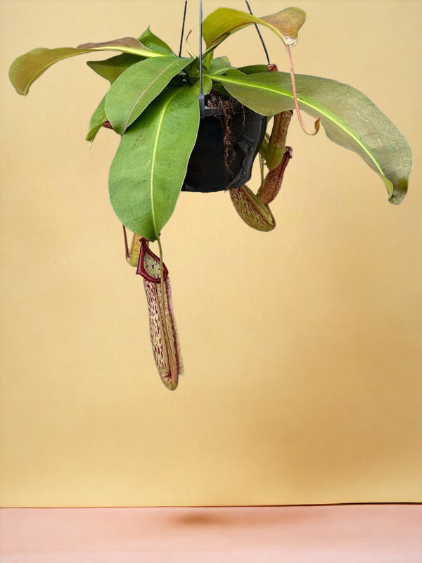 Entretien - Nepenthes Monkey Jars: Guide pratique - La Green Touch