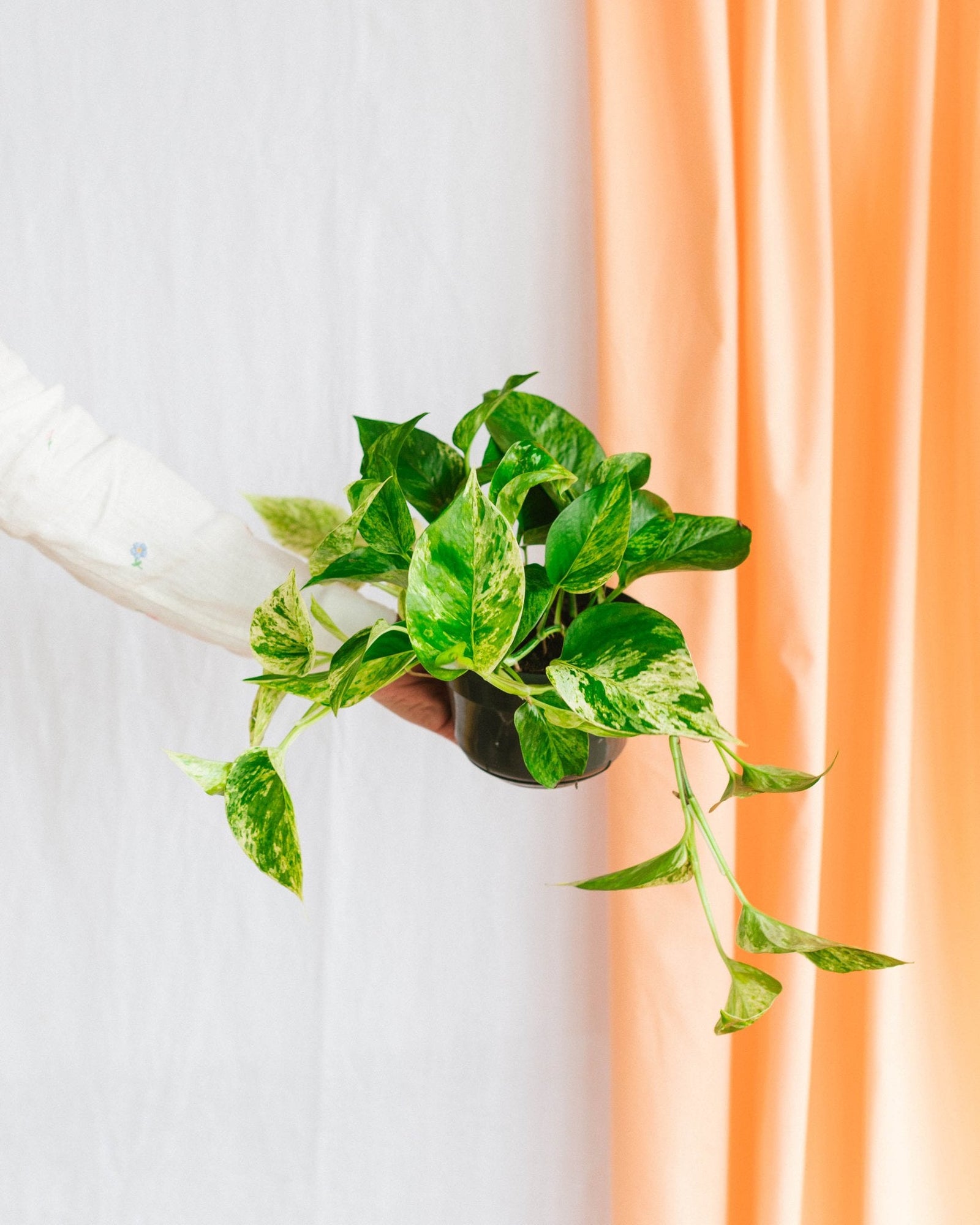 Entretien pothos marble queen - La Green Touch