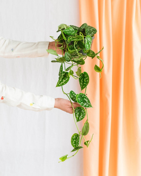Entretien Scindapsus Trebie silver - La Green Touch