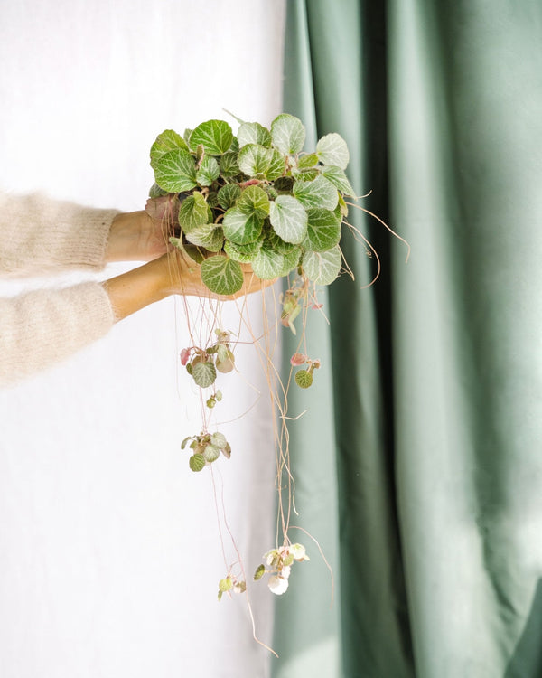 Entretien - Saxifraga Stolonifera: Guide pratique - La Green Touch