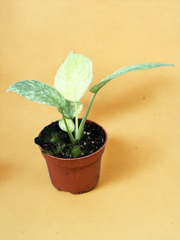 Entretien - Schismatoglottis Longispatha Variegata: Guide pratique - La Green Touch