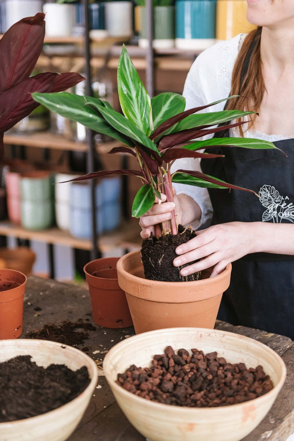 Faut-il tout de suite rempoter une plante dâun pot en plastique ? - La Green Touch