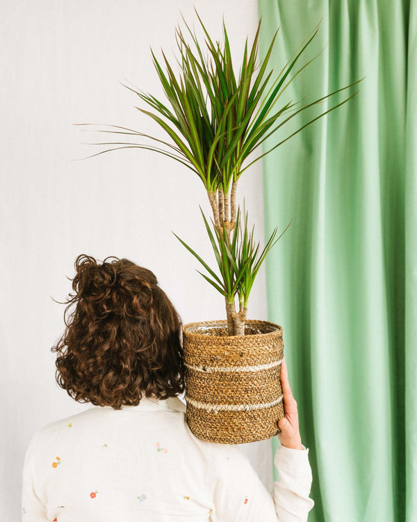Jâai trop ou pas assez de lumiĂšre chez moi, quelles plantes choisir ? - La Green Touch