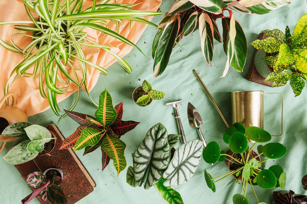Le grand mĂ©nage de printemps de vos plantes dâintĂ©rieur - La Green Touch