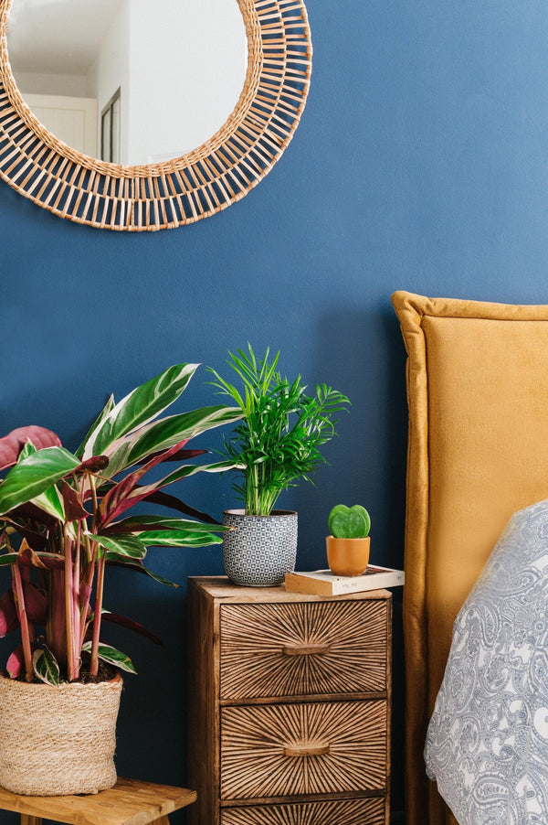 Les 5 bonnes raisons d'avoir une plante d'intĂ©rieur dans sa chambre pour amĂ©liorer votre bien-ĂȘtre - La Green Touch