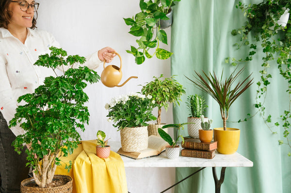 Les erreurs Ă Ă©viter avec vos plantes dâintĂ©rieur en fin dâhiver - La Green Touch
