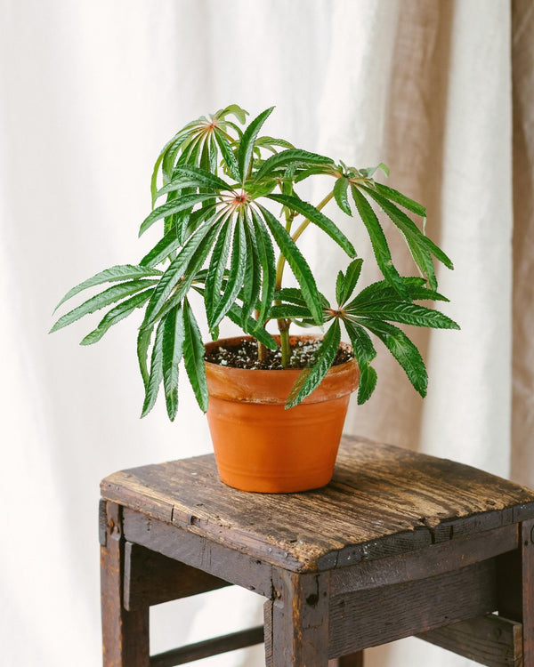 Peut-on sortir ses plantes lâĂ©tĂ© ? - La Green Touch