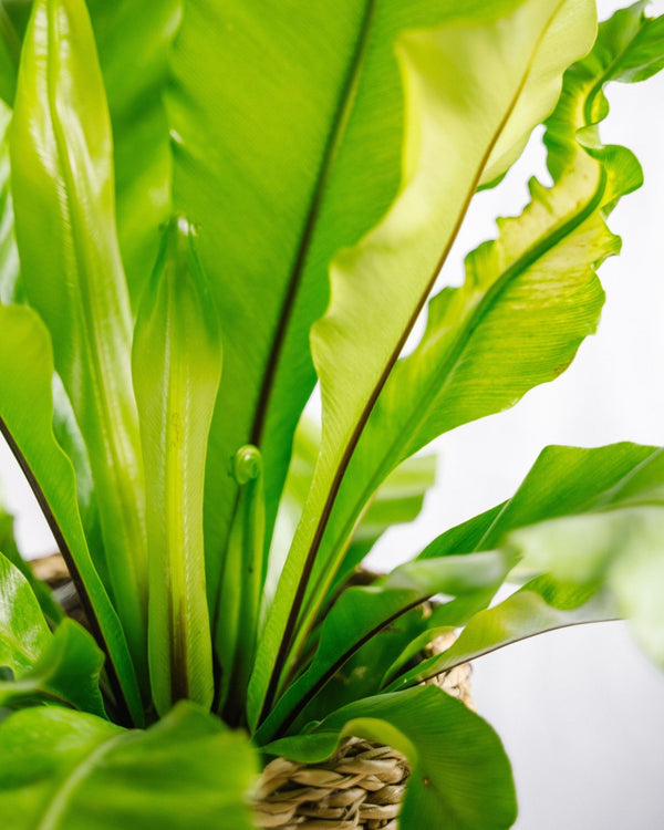 Pourquoi adopter des plantes tropicales pendant lâĂ©tĂ© ? - La Green Touch
