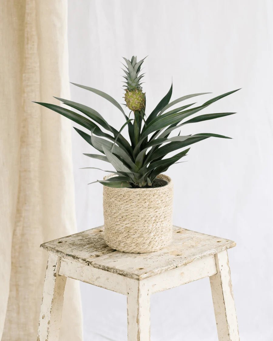 Problèmes et Solutions pour la Bromelia ananas - La Green Touch