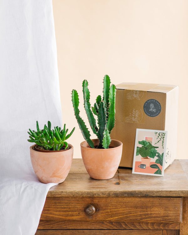 Top 5 des cactus et succulentes Ă avoir chez soi ! - La Green Touch