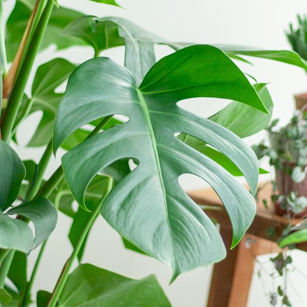 Top 5 des plantes qui apportent de la fraßcheur à votre intérieur - La Green Touch