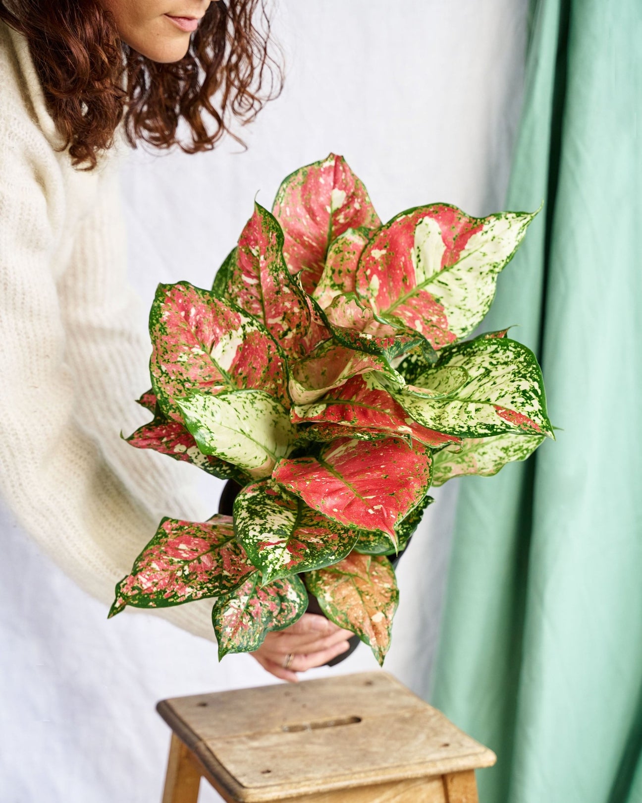 Aglaonema - La Green Touch