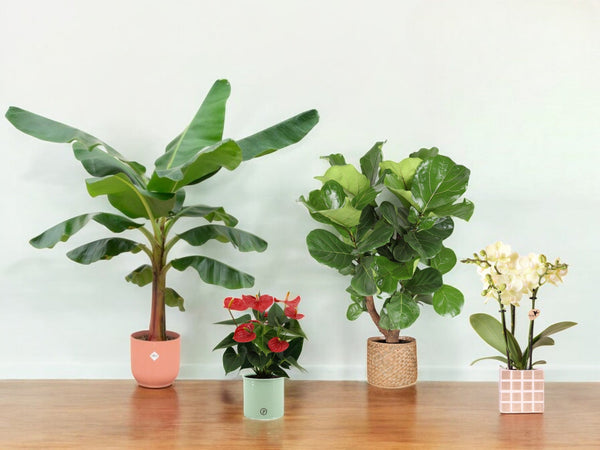 Plants + <tc>POTS</tc>