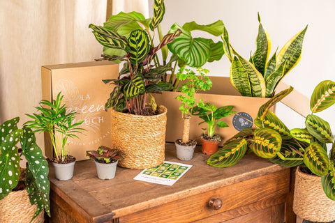 Plant box