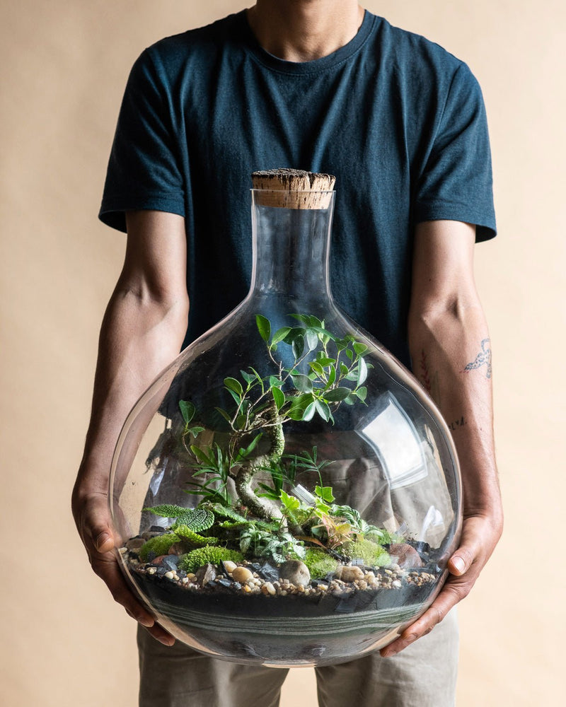 Father's Day: plants for a green dad