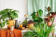 plantes d'intérieur