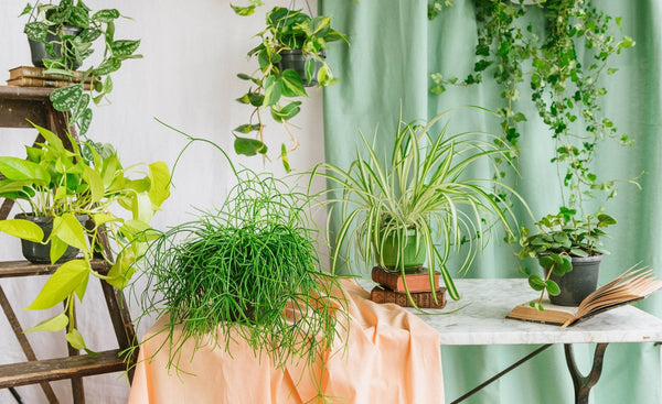 Drooping plants