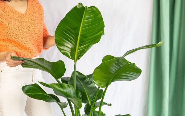 Very large houseplants