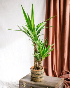 Yucca - La Green Touch