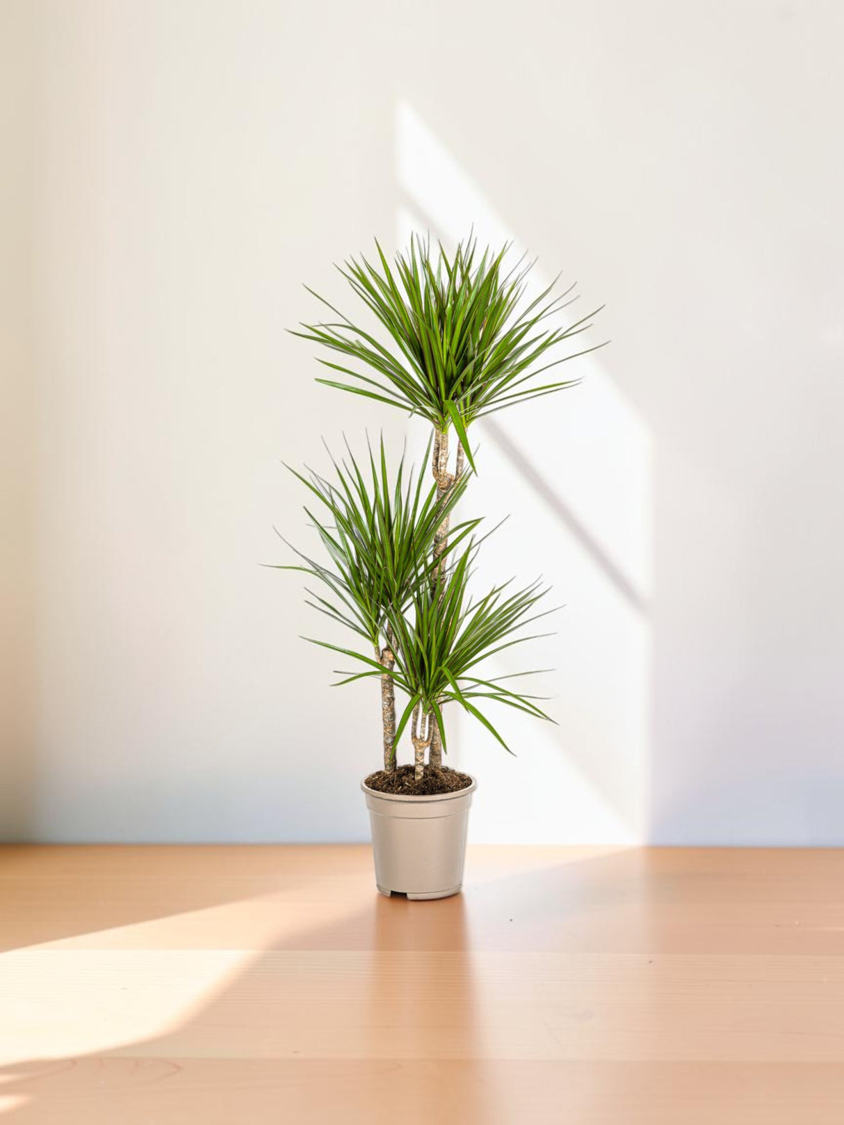 Dracaena Marginata Verte