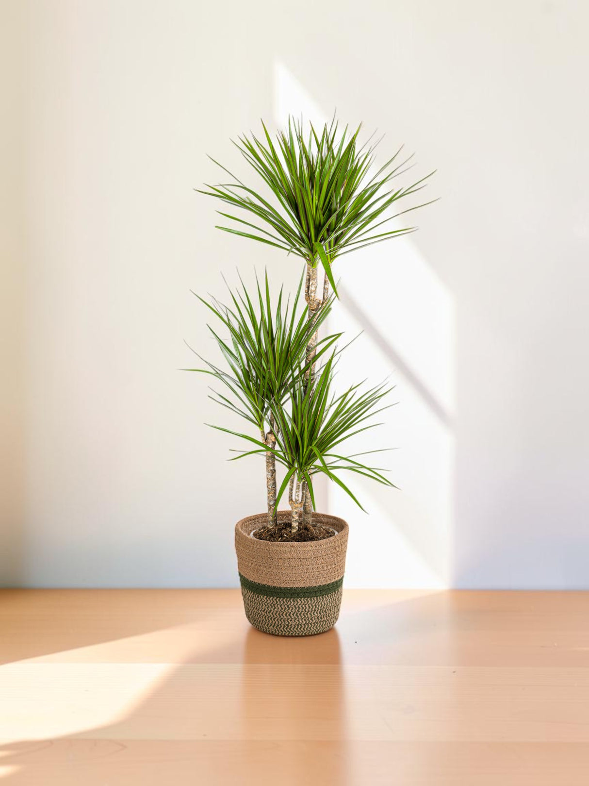 Dracaena Marginata Verte avec cache-pot