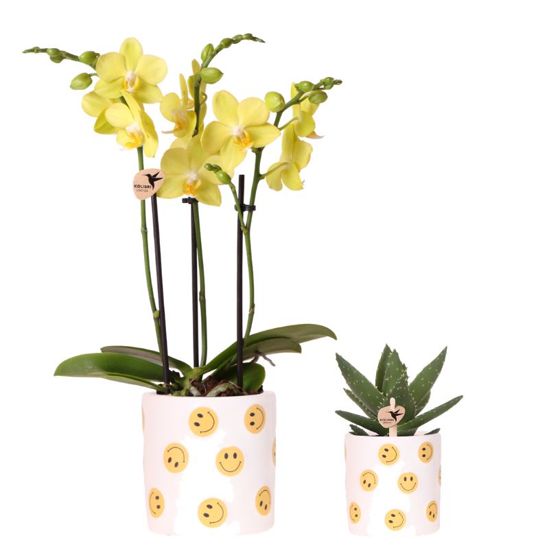 Set orchidée Albenga jaune et succulente - cache-pots Smiley - H 35 cm, pot Ø9 cm