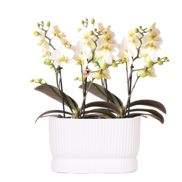 Duo d'orchidées Lausanne blanches en cache-pot Diabolo Twin