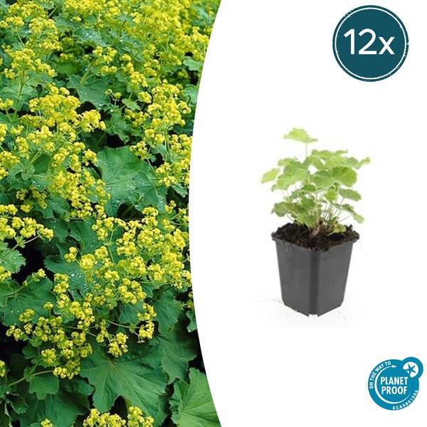 Alchémille Commune (Alchemilla Mollis) 'Mollis' - vue 6
