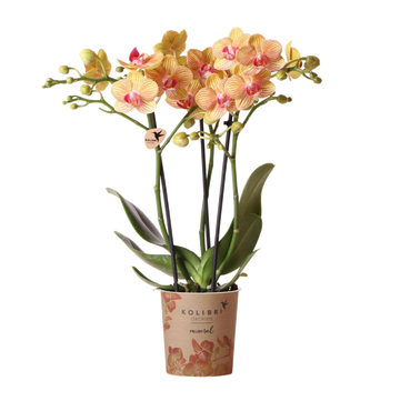 Orange orchid and its <tc>pot holder</tc> - h35cm, Ø9cm