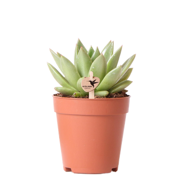 Echeveria Miranda h13cm - indoor succulent plant
