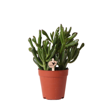 Crassula Hobbit h18cm - succulent