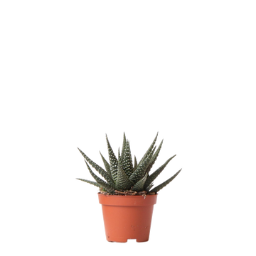 Haworthia Royal Highness h11cm
