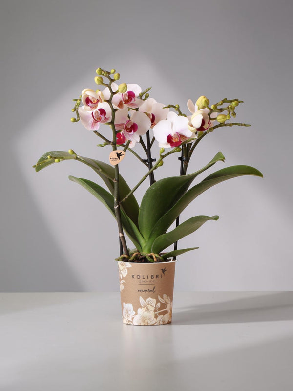 White and pink orchid - Ø9cm - indoor plant