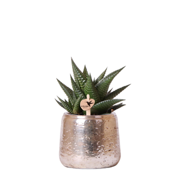Haworthia Limifolia and its silver <tc>pot holder</tc>