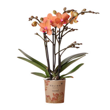 Orange Phalaenopsis orchid - Ø9cm - flowering houseplant
