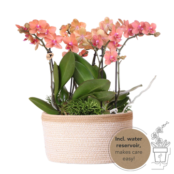 Set of 3 orange orchids and 3 Rhipsalis in a cotton basket with water reservoir