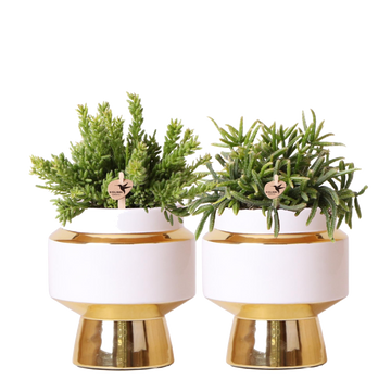 Duo Rhipsalis and their caches-<tc>POTS</tc> golden